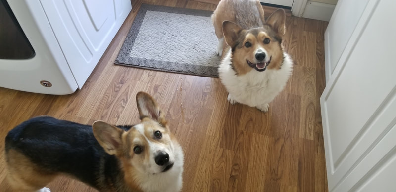 Winston and Teddy the dogs waiting for their treats