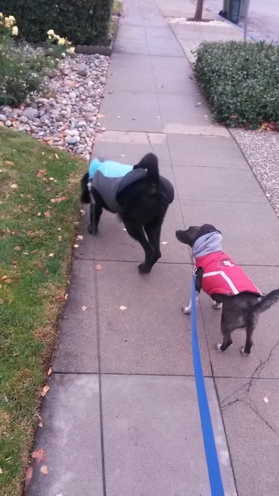 Mia and Pepe dogs in their rain coats out for a walk