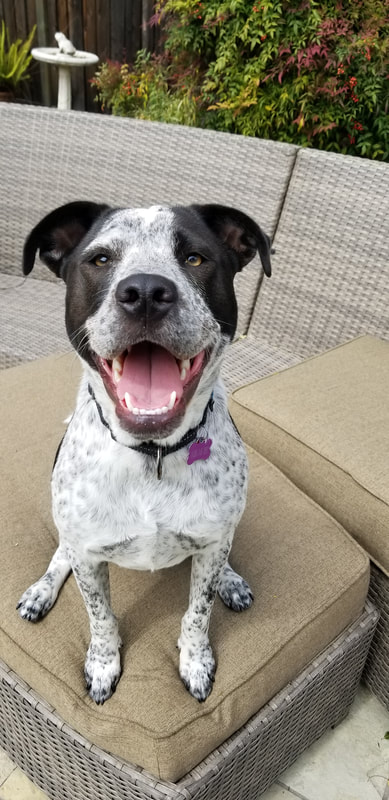 Abby the super happy doggo