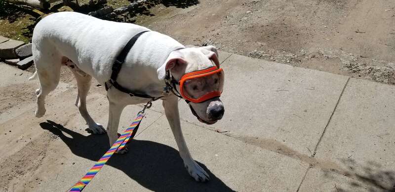 Dougal the dog wearing his doggles on a walk
