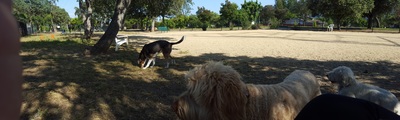 Koda and Asia, two dogs at the dog park