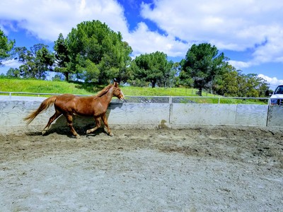 Bandit the horse running in the roundpen