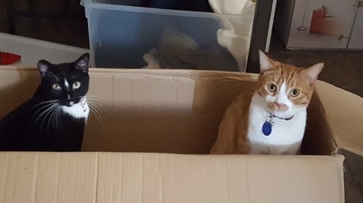 Lilly and Chester cats sitting in a box
