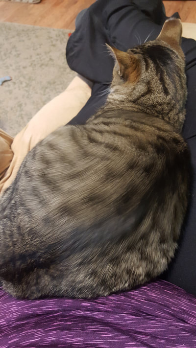 Dahlia cat sitting on my lap