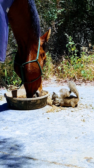 Dash the horse "sharing" his lunch with the squirrels