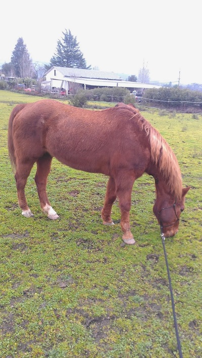 Deaon big horse eating grass