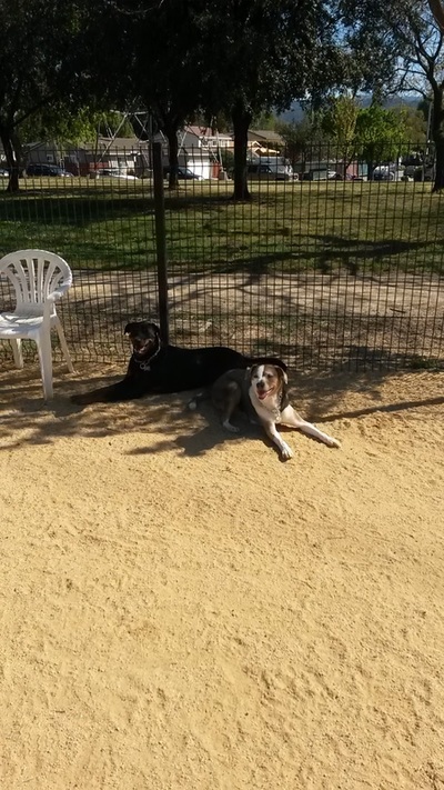Sophie and Asia, two dogs in the shade