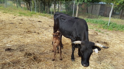 Mama cow and new baby calf