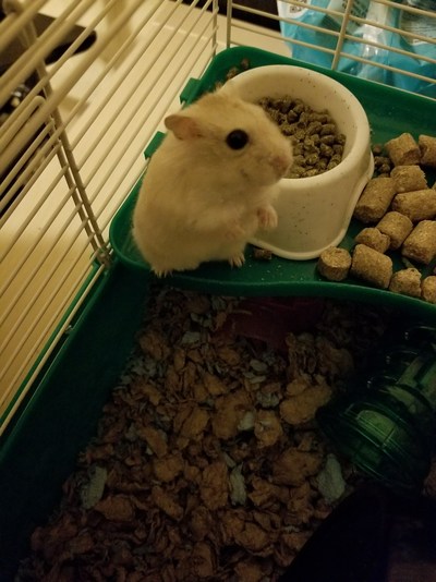 Sweet little white hamster sitting on her food bowl