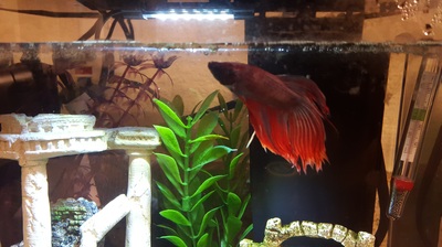 Hodor the betta fish swimming in his tank