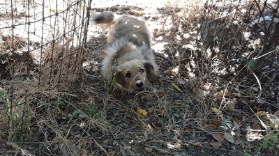 Maddie the dog in the brush