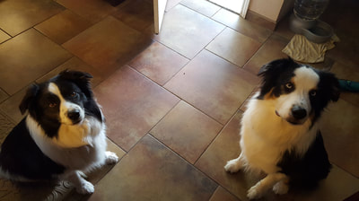 Mia and Kai dogs waiting for their treats