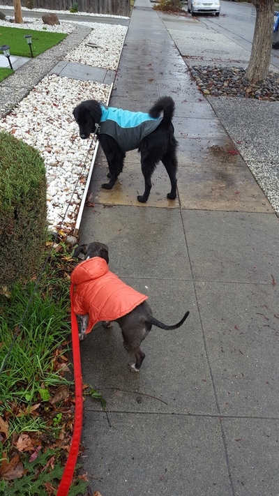 Mia and Pepe dogs in their rain coats out for a walk