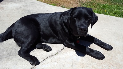 Murphy the dog in the sun