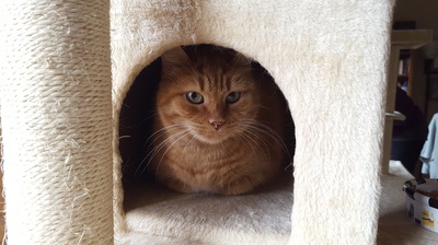 Penny the orange tabby cat