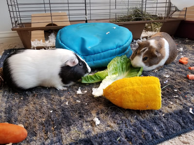 Pinot and Pepper the guinea pigs eating their snacks