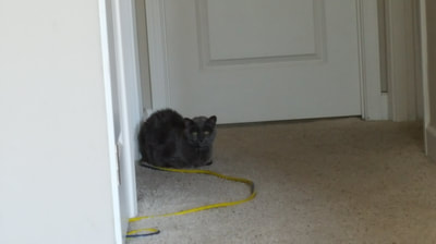 Smokey the grey cat in the hall