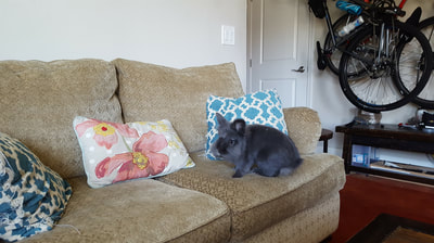 Snippet the grey bunny on the couch