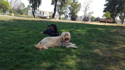 Koda and Sophie dogs laying in the grass at the dog park