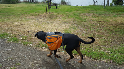 Sophie the dog with her doggy backpack out for a walk