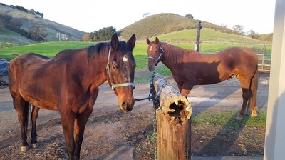 Tio and Amigo horses at a hitching post